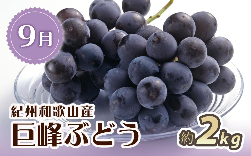 【2・7・9月 全3回】紀州和歌山産旬のフルーツセット（いちご・桃・巨峰）【UT96】