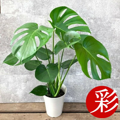 【ふるさと納税】観葉植物 モンステラ 6号鉢(鉢カバーなし)【配送不可地域：離島・沖縄県】【1707574】