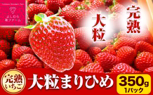 いちご 完熟いちご大粒まりひめ350g(1パック) 9粒 12粒 15粒 いずれか1パック よしむら苺ファーム 《1月中旬-4月中旬頃出荷》 和歌山県 岩出市 いちご 苺 イチゴ まりひめ 完熟 大粒