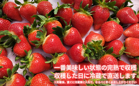 完熟で香り高い！秋田のイチゴ(1パック) ＜15個／揺りかごパック＞　 50P3423