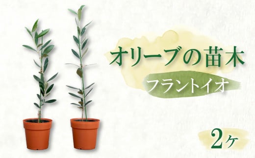 オリーブ苗木2本セット【フラントイオ】 静岡 沼津 母の日 父の日