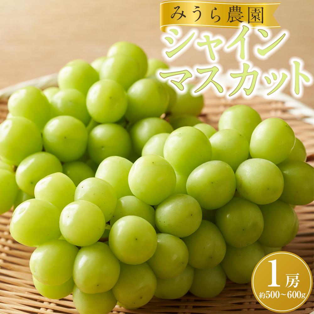 【ふるさと納税】【先行予約】シャインマスカット 1房（約500～600g）【8月下旬以降より順次発送】