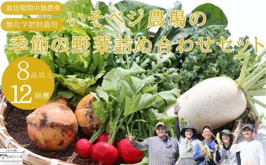 
いそベジ農場の季節の野菜詰め合わせセット　定期便　12回便〔IV-12〕
