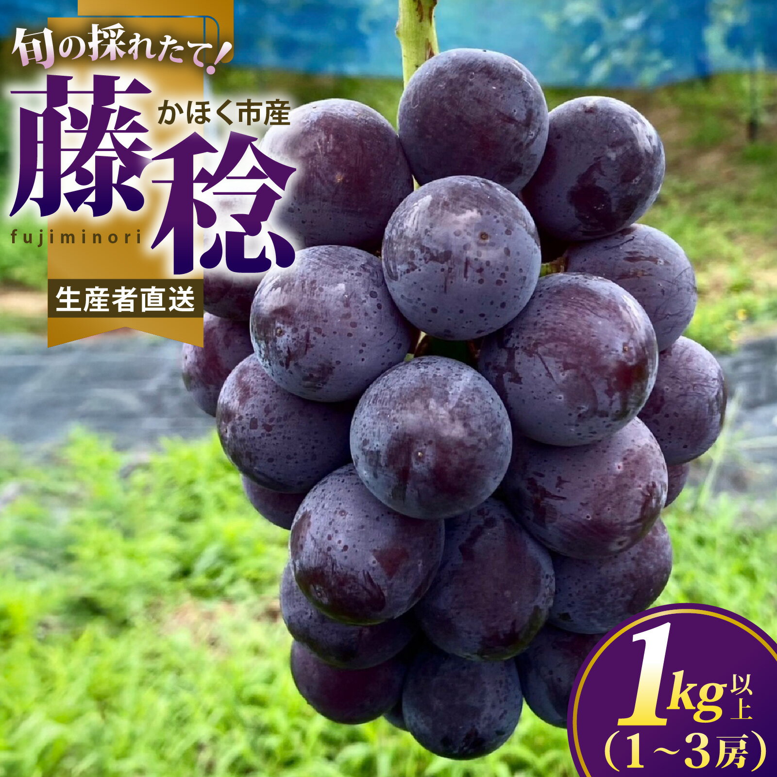 【ふるさと納税】【8月より順次発送】かほく市産 「藤稔（ふじみのり）」 1kg以上（1～3房）【朝採れ・産地直送】｜ぶどう 葡萄 ブドウ フルーツ 果物 くだもの ふじみのり 藤稔 糖度18度 かほく市 石川県かほく市 石川 産地直送