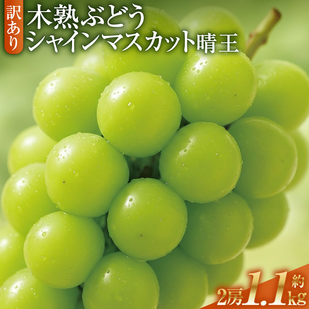 【ふるさと納税】訳あり 木熟ぶどう ハレノシャイン シャインマスカット晴王 2房 合計約1.1kg ぶどう ブドウ 葡萄 フルーツ くだもの 果物 果実 デザート 冷蔵 岡山県産 国産 岡山県 倉敷市 送料無料 【2026年10月上旬～11月上旬発送予定】