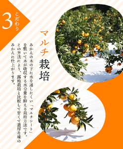 S-Lサイズ不揃い たにぐち農園早生温州みかん(マルチ栽培)　3kg【11月中旬～12月中旬に順次発送】 不揃い / みかん フルーツ 果物 くだもの【mtn101A】