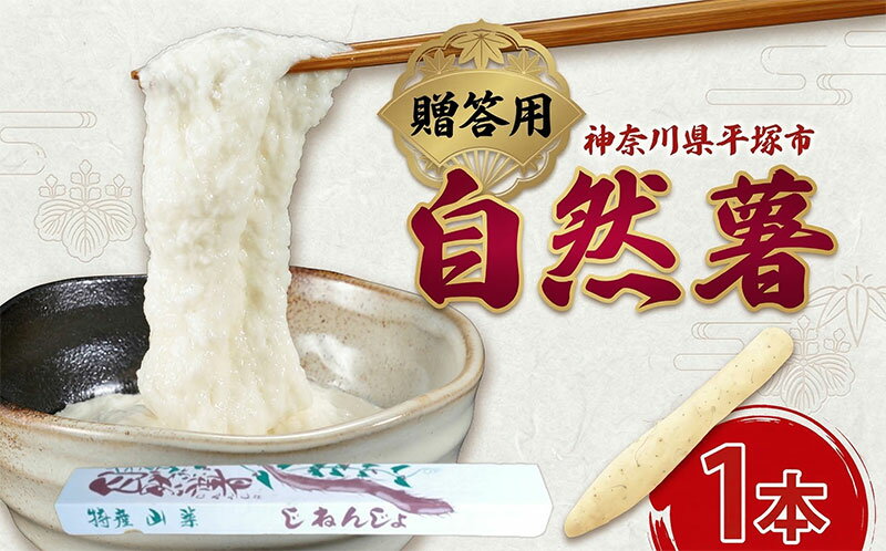 【ふるさと納税】自然薯 贈答用自然薯 じねんじょ養強壮 化粧箱 神奈川県 平塚市　お届け：2025年11月～2026年7月中旬まで