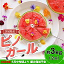 【ふるさと納税】茨城県産ピノガール約3kg（2個）先行予約【2025年5月中旬～6月中旬ごろ発送予定】 茨城県産 フルーツ 果物 くだもの すいか スイカ 西瓜