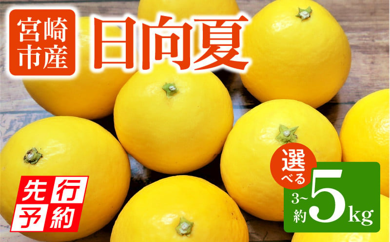 
            【選べる内容量】《2025年発送先行予約》【期間・数量限定】宮崎市産 日向夏_M184-009-SKU
          