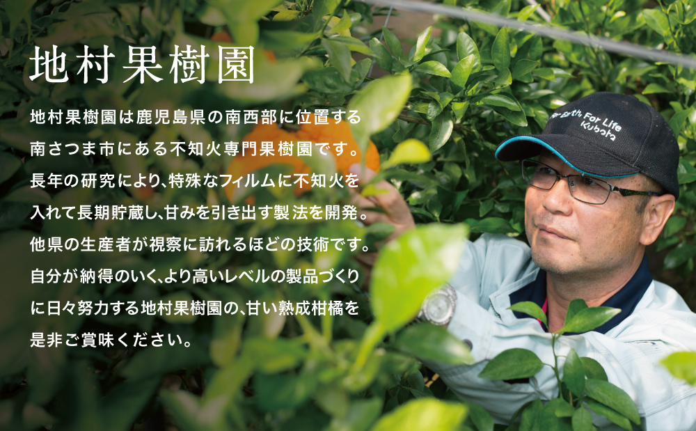 【至高の熟成柑橘】「薩摩の紅桜（不知火）」2Lサイズ15玉 果物 フルーツ 熟成 柑橘 長期貯蔵 しらぬい 不知火 鹿児島 南さつま市