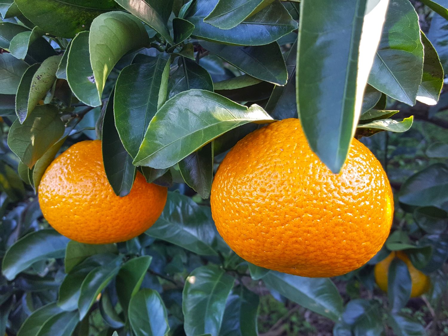 【ふるさと納税】温州みかん 訳あり （2S~2L）選べる 約3kg / 約5kg / 約10kg | ミカン みかん 蜜柑 温州 フルーツ 果物 ジューシー 熊本県 玉名市