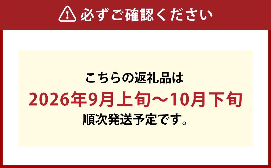 つる付きニューピオーネ1房（680g以上）露地栽培