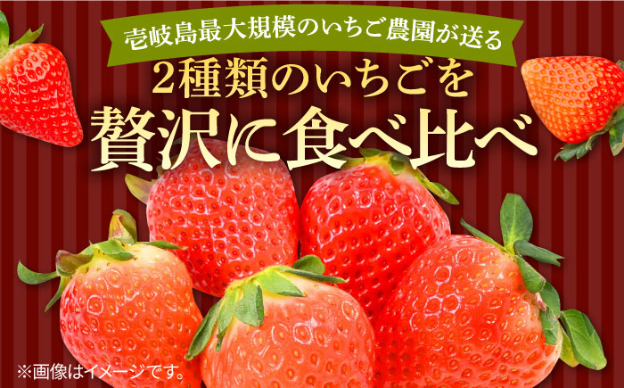 【全3回定期便】《2025年2月3月4月お届け》 いちご イチゴ 1kg （250g×4パック）恋みのり・さがほのかミックス 壱岐島産 【Strawberry Gang】 [JEM002] 苺 いちご