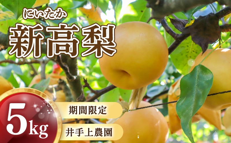 
                  【10月頃から発送予定】 梨 ( 新高 ) 5kg 川崎町産 梨 | 井手上農園 産地直送 梨 5kg 新高梨 新高梨 2026 5kg なし フルーツ 梨 新高梨 新高 梨 季節限定 梨 数量限定 梨 福岡県 川崎町
                