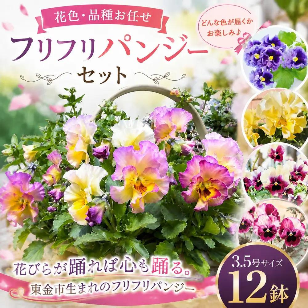 鉢 【フリフリパンジー】花色 品種おまかせ 鉢 3.5号 ✕ 12鉢