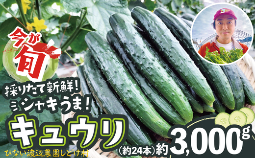 キュウリ 採りたてシャキ旨！ 約3,000g　80P3205　/ 東北 秋田 大館 野菜 新鮮 農産物 農家 きゅうり 農家直送 もろきゅう サラダ 和え物