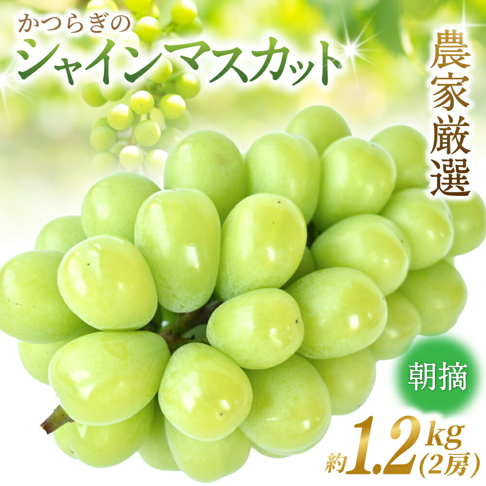 【ふるさと納税】 先行予約！ブドウ　シャインマスカット秀品　2房（約1.2kg）こだわり農家厳選！【2026年8月末から9月末順次発送】