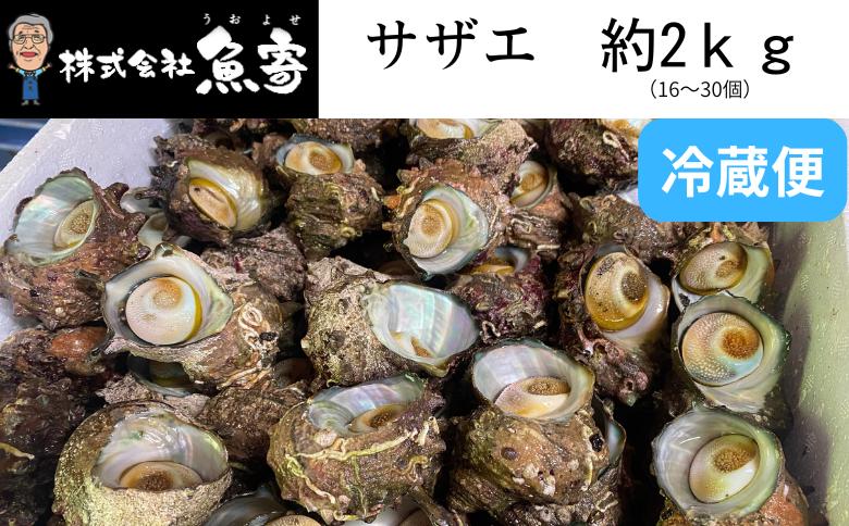 
                  サザエ　約2ｋｇ　（16個～30個）日本海の新鮮なサザエをお届けします！夏限定 新鮮 冷蔵便 サザエ 栄螺 貝 海鮮 BBQ さざえご飯 壺焼き 刺身 バーベキュー 大きさ不揃い 訳あり 海鮮 夏休み BBQ バーベキュー キャンプ お盆 海 大人気 国産


                