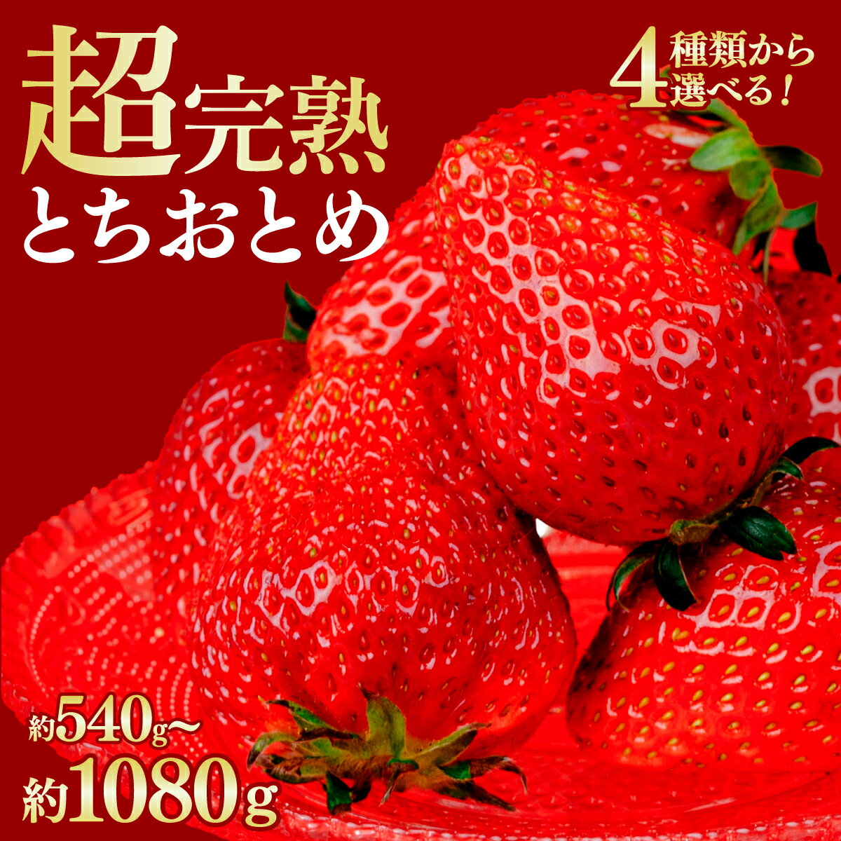 【ふるさと納税】＜2026年先行予約＞いちご 鈴木ファームの完熟＆朝採り とちおとめ 540g 1,080g 選べる発送月＆内容量 | いちご イチゴ 苺 とちおとめ 完熟 甘い あまい 果物 フルーツ くだもの 旬 産地直送 栃木県産 鈴木ファーム 栃木県 茂木町