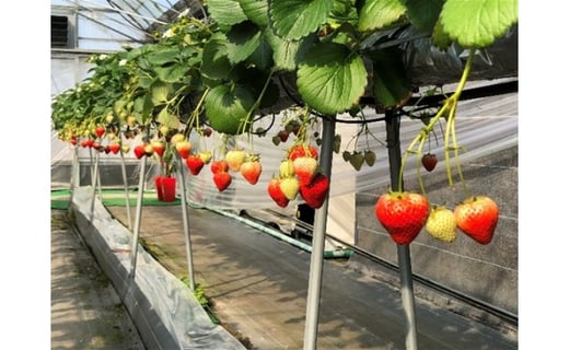 
                  いちご「さぬきひめ」化粧箱入り約400g 果物類 苺 イチゴ フルーツ 
                