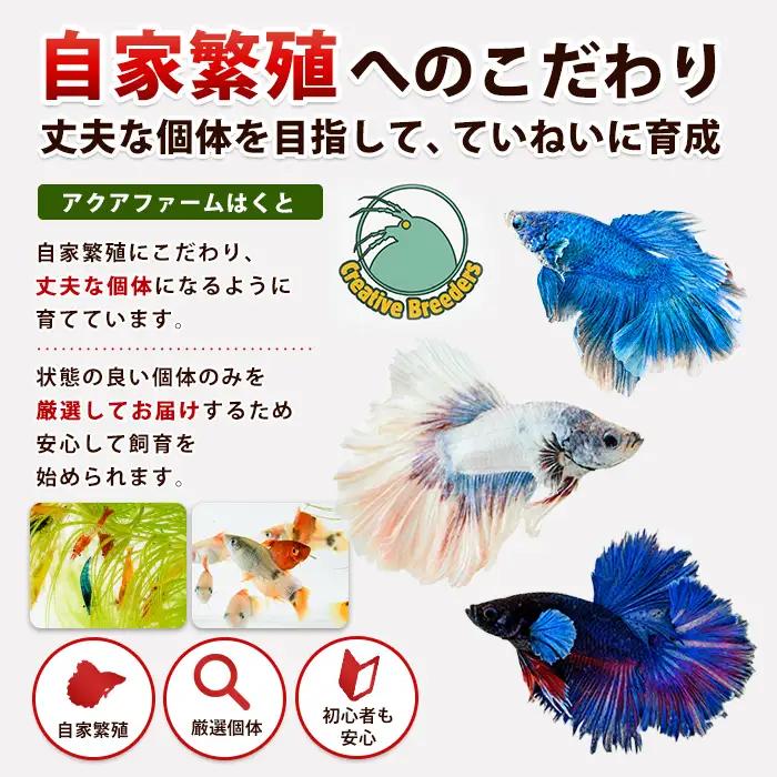 【10営業日以内に発送】自家繁殖ミックスチェリーシュリンプ20匹＋マツモ付き (アクアファームはくと/IB167-001)