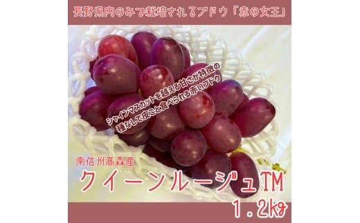 【南信州高森産】クイーンルージュTM 1.2㎏ 2026年9月中旬より発送 長野県 信州 農家直送 果物 くだもの ぶどう 旬のぶどう ルージュ 山吹ぶどう狩り組合