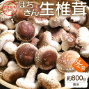 【ふるさと納税】やまももファーム椎茸 冬菌はちきん生椎茸(菌床)約800g - 送料無料 しいたけ きのこ キノコ 野菜 お取り寄せ 肉厚ぷりぷり 料理具材 お鍋 汁物 出汁 国産 高知県 香南市 【冷蔵】yo-0013