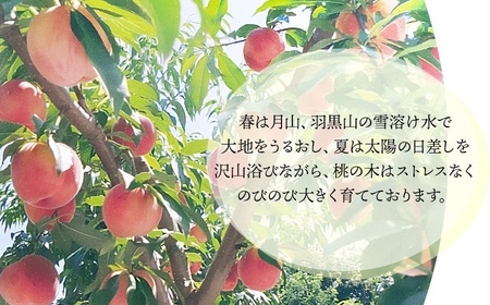 【令和8年産先行予約】 鶴岡市産 桃 (品種おまかせ) 　約2kg　(5～8玉)　くにちゃん農園　K-836