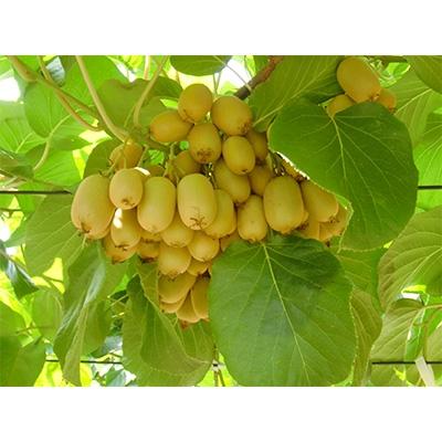ふるさと納税 高松市 【先行受付2026年】さぬきキウイっこ　約1kg |  | 01