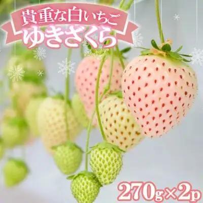 いちご 白いちご ゆきざくら 化粧箱入 いちご【2パック】