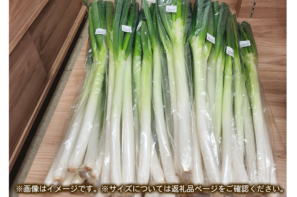 甘太郎ねぎ 約5kg（1箱30本入り）