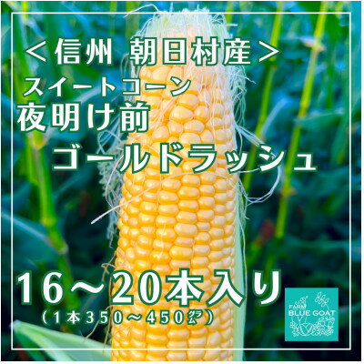 【ふるさと納税】【農家直送】夜明け前ゴールドラッシュ　16～20本 (2026年7月中旬～順次配送)【配送不可地域：離島・北海道・沖縄県・中国・四国・九州】【1726327】
