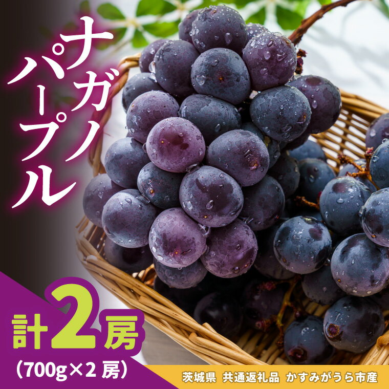 【ふるさと納税】ナガノパープル700g×2房　県内共通返礼品かすみがうら市産【配送不可地域：離島・沖縄県】 (BR182)