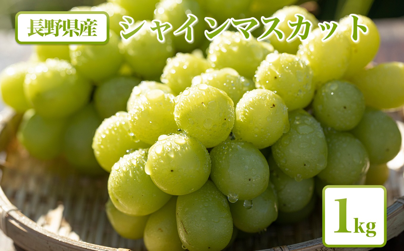 
                  【2026年先行予約】シャインマスカット 1kg【農家直送】 | 果物 くだもの フルーツ ぶどう 葡萄 信州 南信州 長野県 飯田市
                