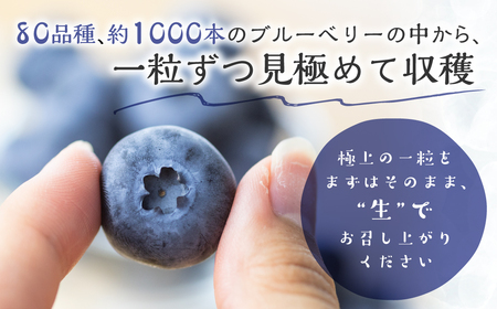 完熟　ブルーベリー　500g　2025年発送　先行予約