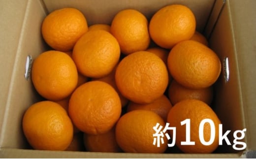 
甘夏 柑 約10kg
