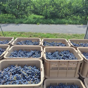 【自然派】フルボディ15度赤ワイン 南アルプス小公子2025　黒　1本 ALPEL008