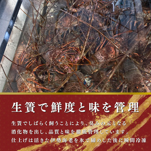 活伊勢海老 　400-600g2匹　約1kg分【配送不可地域：離島・北海道・沖縄県・東北・中国・四国・九州】【1550543】