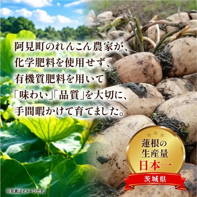 先行予約 れんこん 5kg お多福れんこん 蓮根 レンコン 農家直送 産地直送 新鮮 野菜 根菜 有機肥料 【2026年9月より順次発送】（111-02）