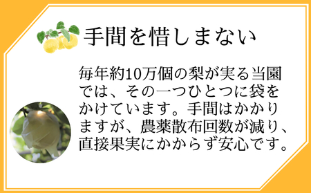 【 予約受付中・2026年8月中旬頃より順次発送 】うずしおペアー 4.5kg 国産梨 フルーツ 甘い 幸水 豊水 新高 梨 ナシ