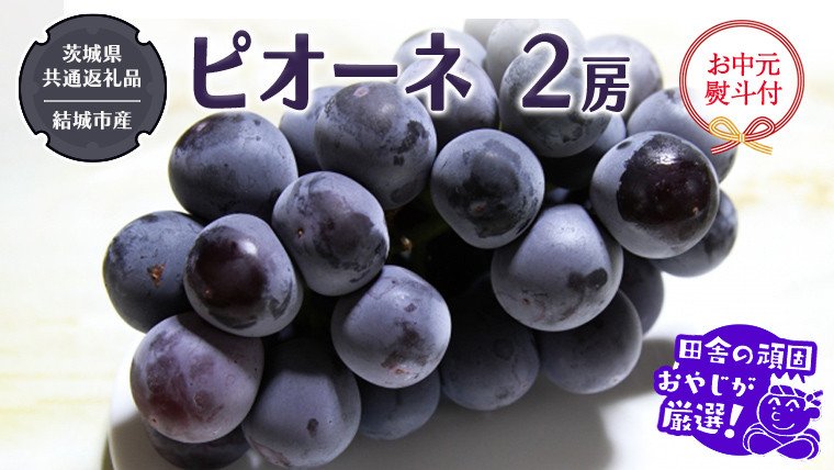 
            【お中元 熨斗付】 ピオーネ 2房 【2025年7月より発送開始】 （茨城県共通返礼品 [ぶどう]：結城市産） 田舎の頑固おやじが厳選！  ぶどう ブドウ 葡萄 大粒 ギフト お中元 甘い フルーツ 美味しい
          