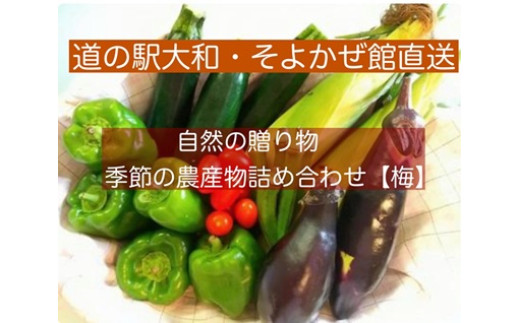 
            【セット】自然の贈り物　季節の農産物詰め合わせ『梅』野菜・果物６品程度
          