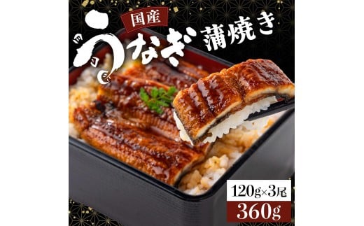 国産うなぎ蒲焼  合計360g（120g×3尾）《着日指定可能》  U005