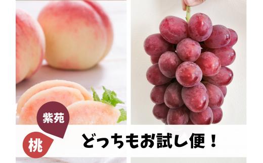 KF-T011【きよとう】桃と紫苑、どっちもお試し便！（定期便）