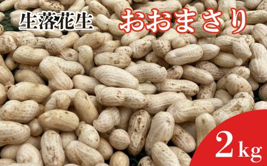 《先行予約》生落花生　おおまさり　2kg ／ 落花生 らっかせい ラッカセイ おおまさり 生落花生 茹で落花生 2kg 産地直送 産直 送料無料