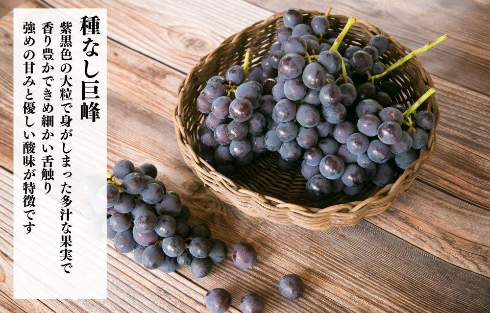 巨峰 種なし 有田巨峰村の巨峰 2kg( 3房 ～ 6房 ) 和歌山県産 【みかんの会】