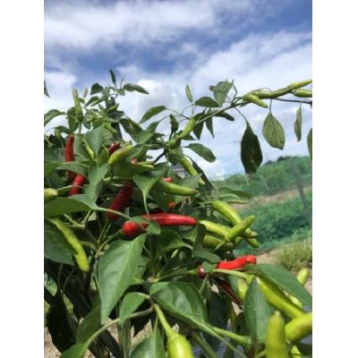 ふるさと納税 熊野市 【テレビで紹介されました】【熊野唐辛子】プリッキーヌ(粉末) 1000g |  | 02