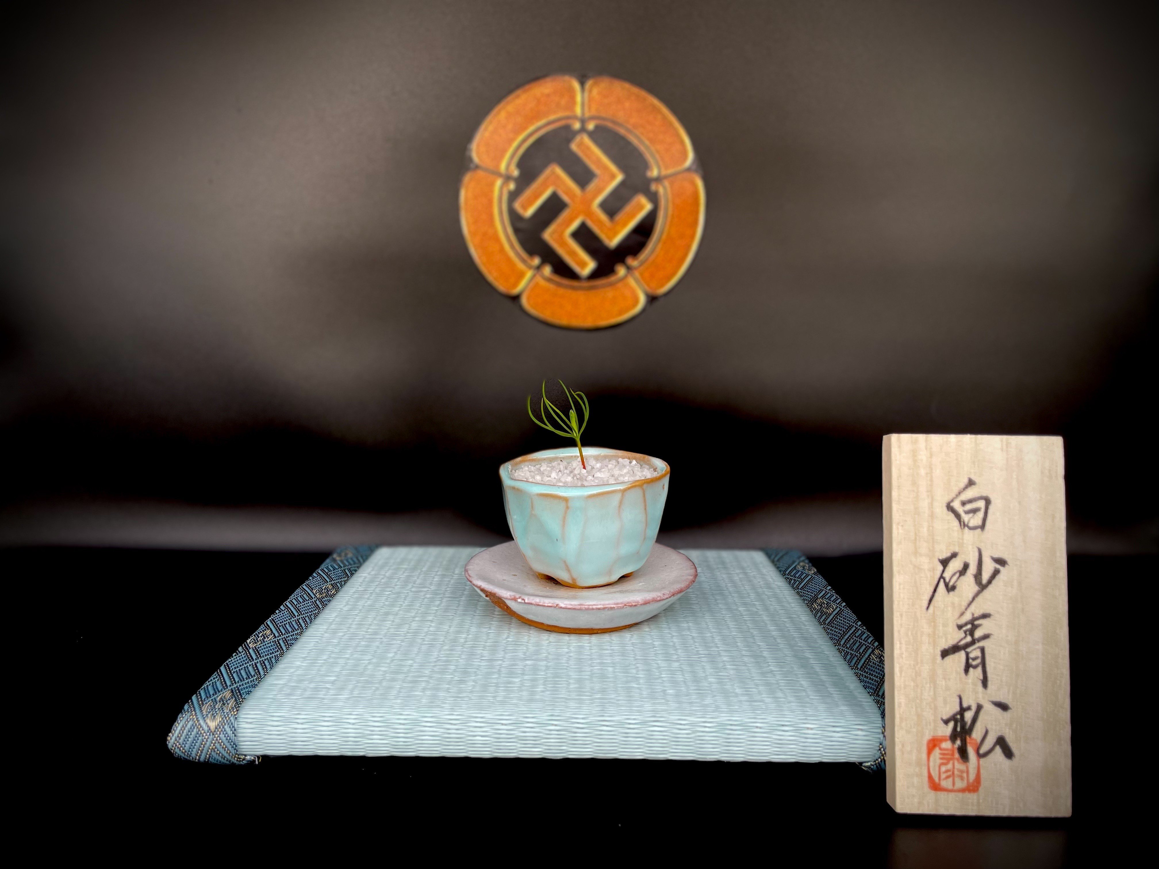 
            盆栽『白砂清松』　／　萩・松陰神社「黒松」　×　萩焼作家・岡田泰作「淡青釉」　｜HGH00109
          