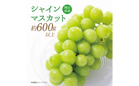 【岡山県産】晴王 シャインマスカット 約600g 1房 【2025年9月上旬〜11月下旬発送予定】 マスカット ぶどう ブドウ 葡萄