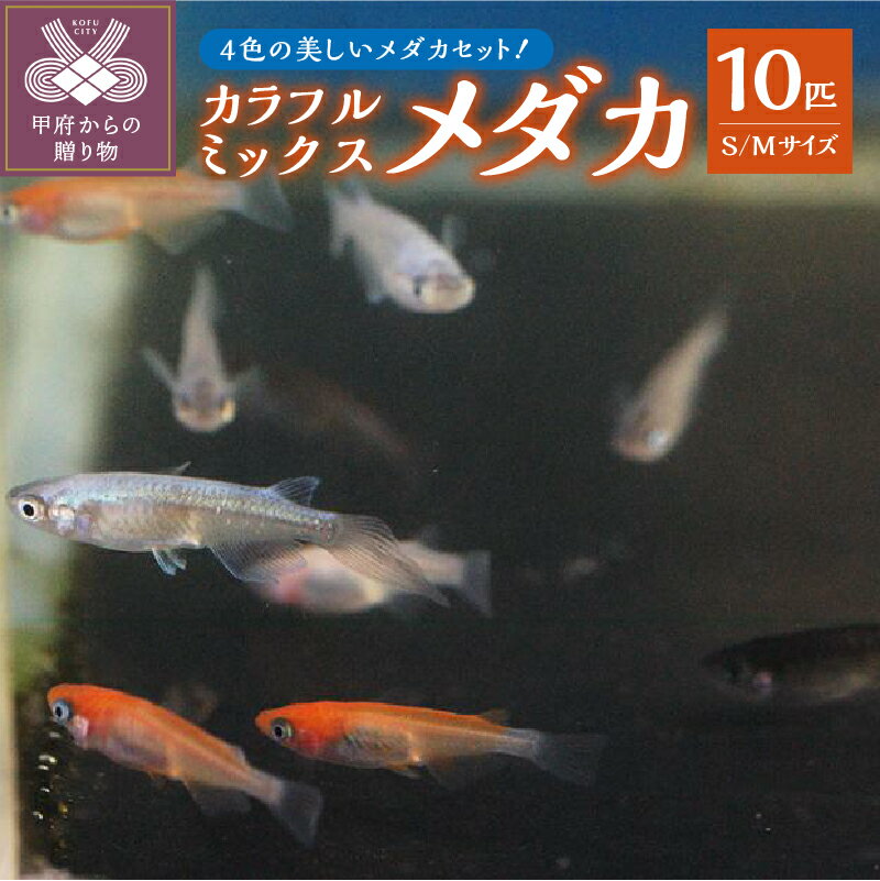 【ふるさと納税】 メダカ 生体 カラフル 雌雄均等 10匹 赤系 白系 黒系 青系 ミックス Sサイズ Mサイズ 沖縄・離島へは配送できません k084-005